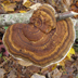 Thin-maze Flat Polypore